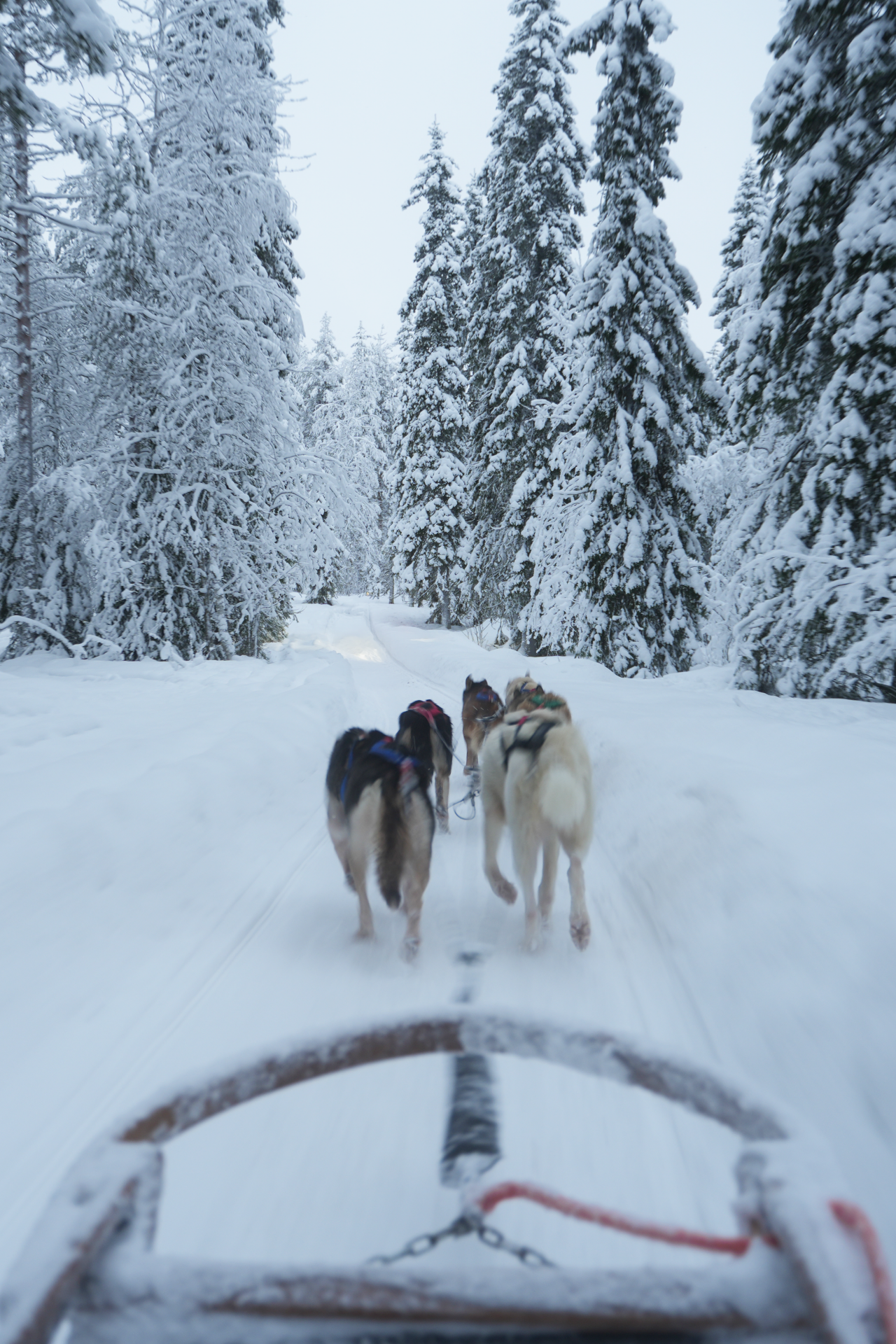 Husky Schlitten in Finnland