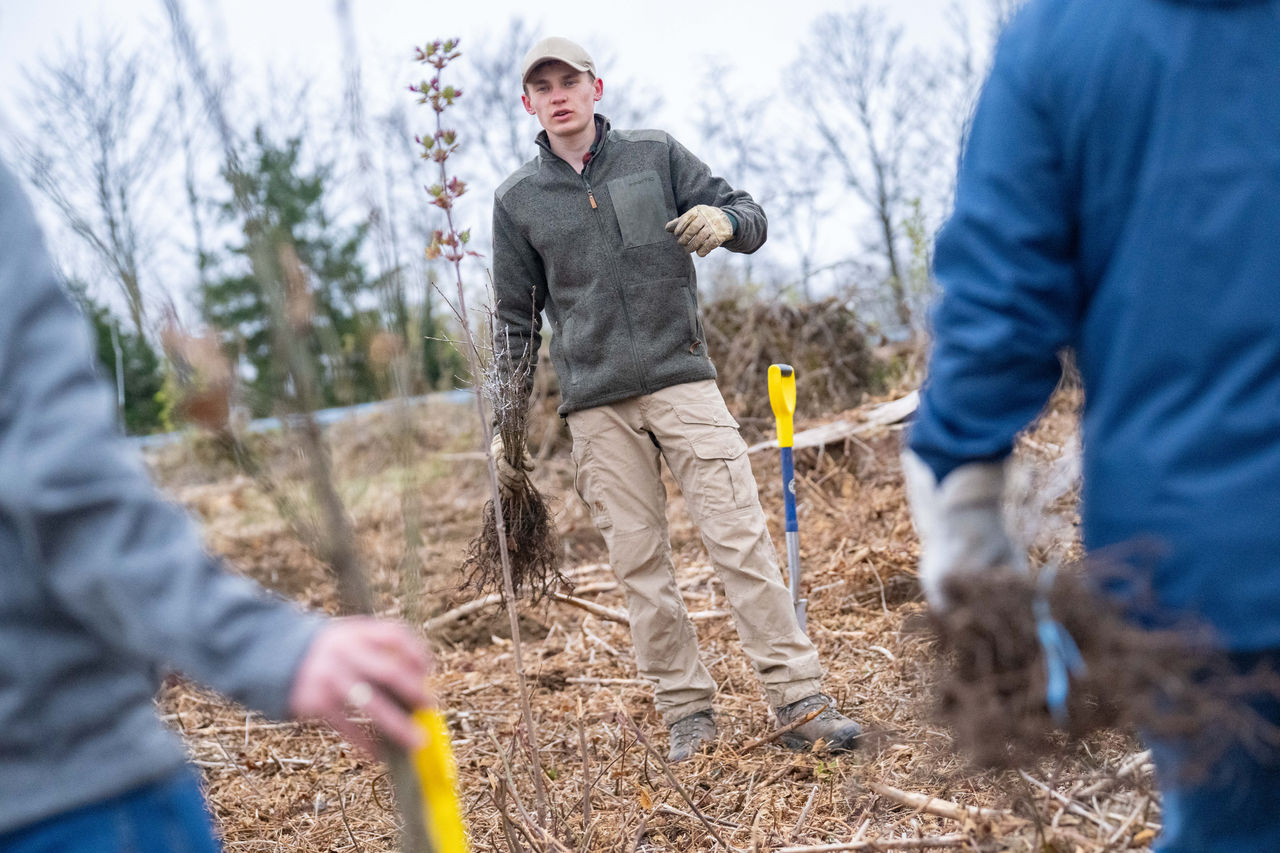 Plant-My-Tree - Continental unterstützt die Aufforstung deutscher Wälder
