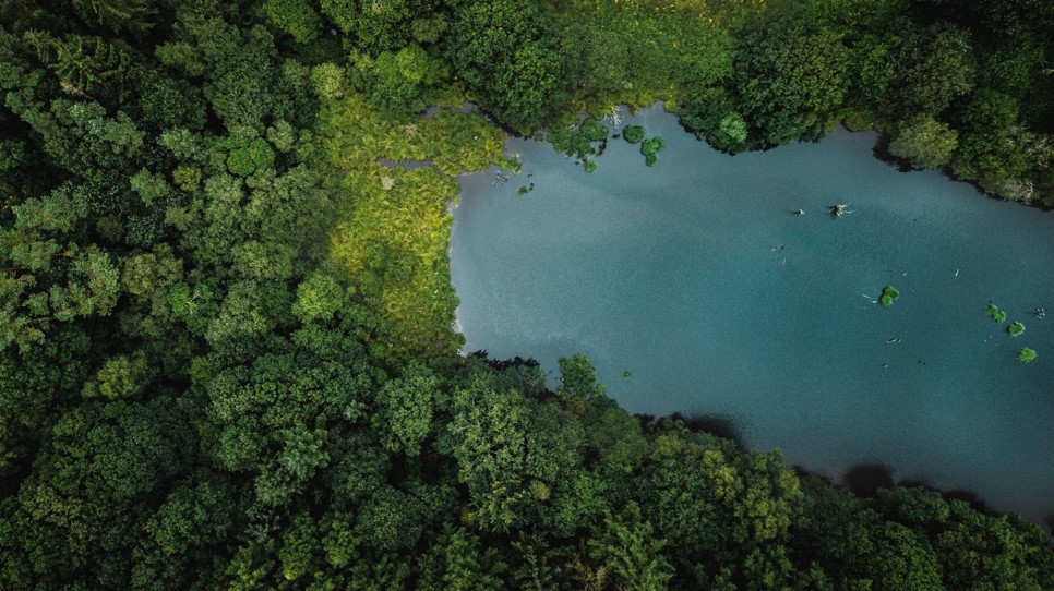 Plant-My-Tree - Continental unterstützt die Aufforstung deutscher Wälder