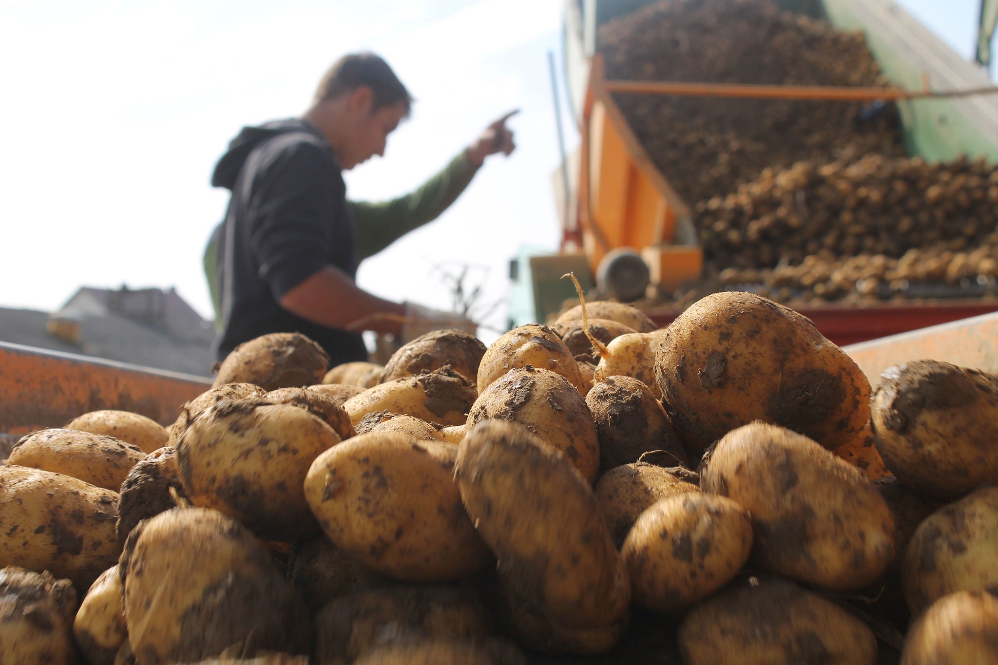 Potato production