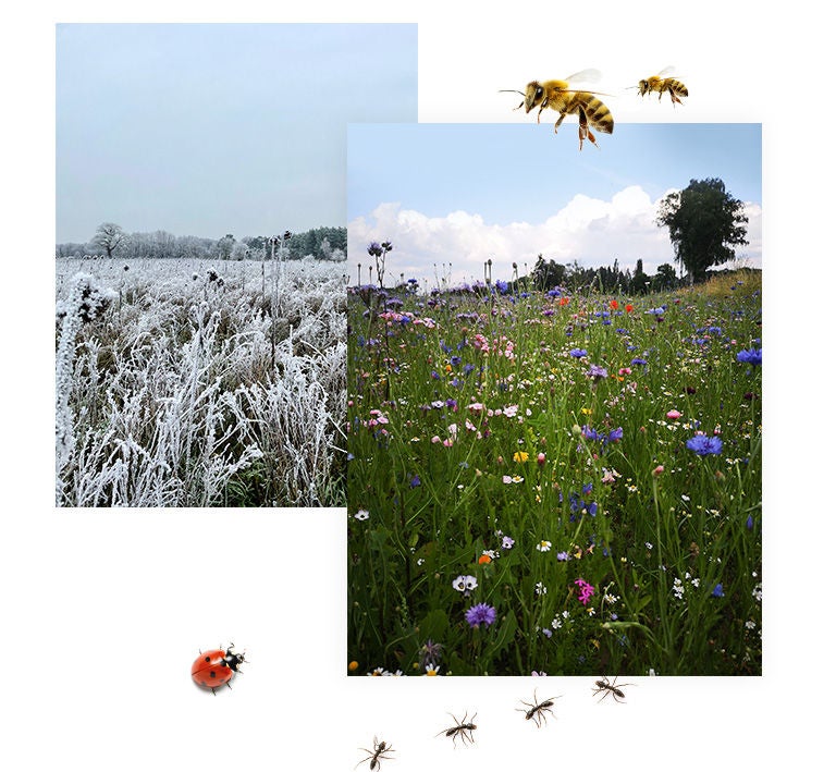 Artenglück Blühwiese Sommer Winter | Continental Reifen Platzhalter