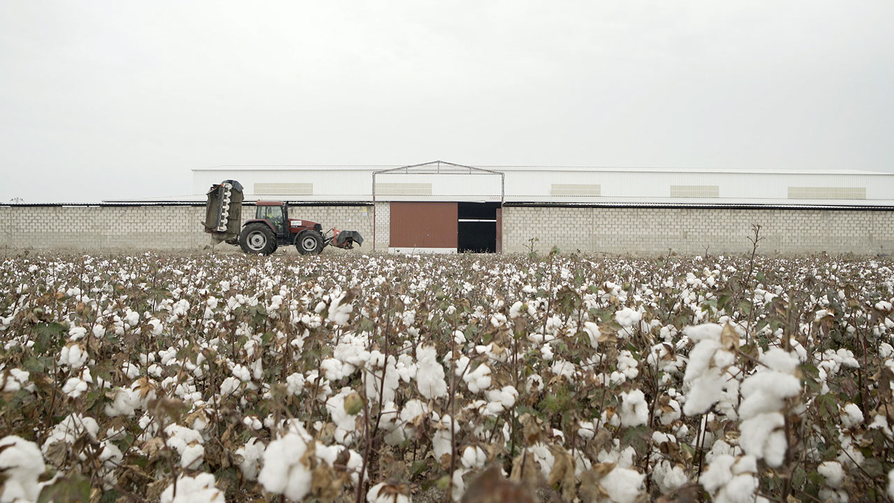 Cotton field by Cosechasur
