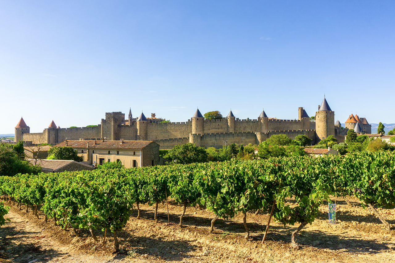 Row vine grape in champagne vineyards at Carcassonne background, France.