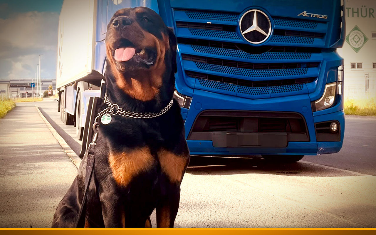 Mit Hund im Lkw? „Julie hat mit mir alle Phasen durchlaufen“