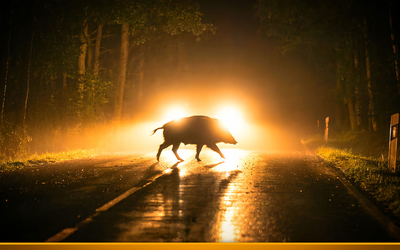 Schreckmoment für Truckerin Tinka: Was bedeutet ein Wildunfall?