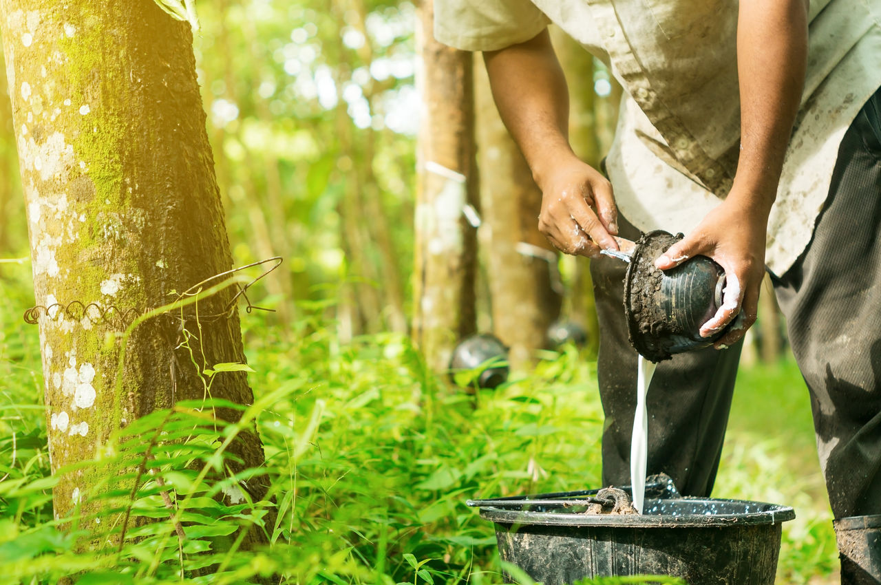 Rubber planters are harvested in the rubber tree garden, Southern Thailand