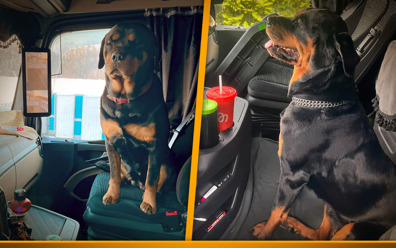 dog truck