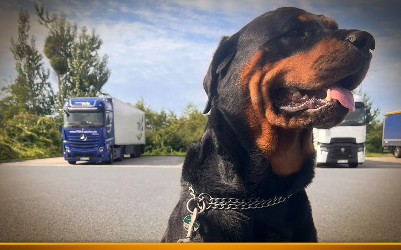 dog truck